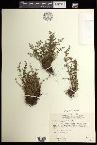 Woodsia oregana subsp. oregana image