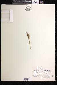 Botrychium campestre image