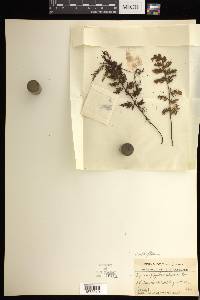 Hymenophyllum geluense image