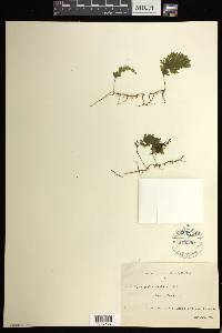 Hymenophyllum flabellatum image