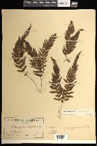 Hymenophyllum ferrugineum image