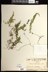 Hymenophyllum flabellatum image