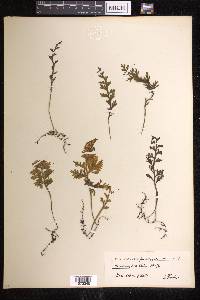 Hymenophyllum badium image