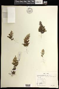 Hymenophyllum exsertum image