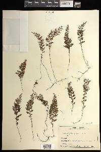 Hymenophyllum inaequale image