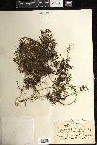 Hymenophyllum badium image