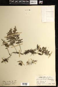 Hymenophyllum badium image