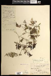 Hymenophyllum inaequale image