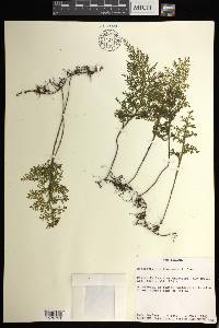 Hymenophyllum flexuosum image