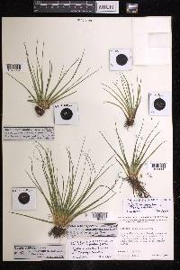 Isoetes occidentalis image