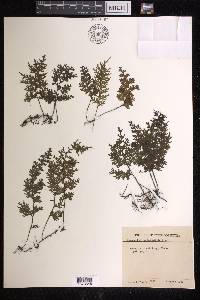 Hymenophyllum badium image