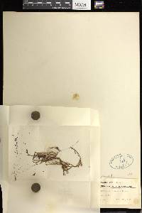 Crepidomanes dichotomum image