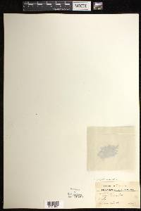 Crepidomanes bipunctatum image