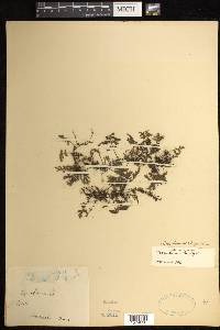 Crepidomanes bipunctatum image