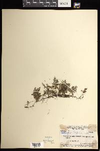 Hymenophyllum laminatum image