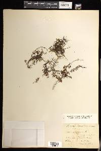 Hymenophyllum tunbrigense image