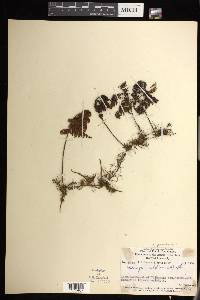 Hymenophyllum rubellum image
