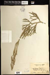 Lycopodium japonicum image