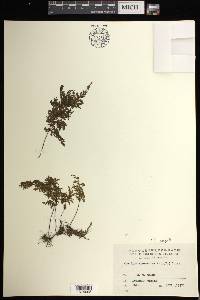 Hymenophyllum inaequale image