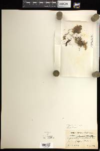 Hymenophyllum leratii image