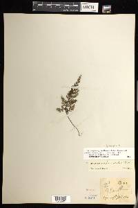 Hymenophyllum thuidium image