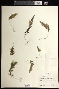 Hymenophyllum pallidum image