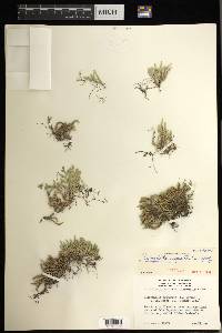 Selaginella rupestris image