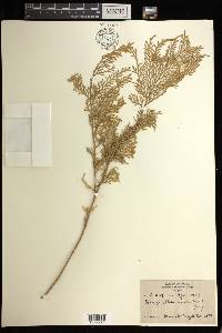Selaginella argentea image
