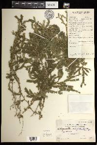 Selaginella alligans image