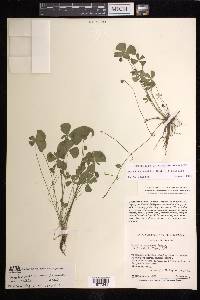 Marsilea vestita image