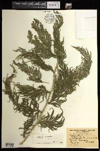 Selaginella inaequalifolia image