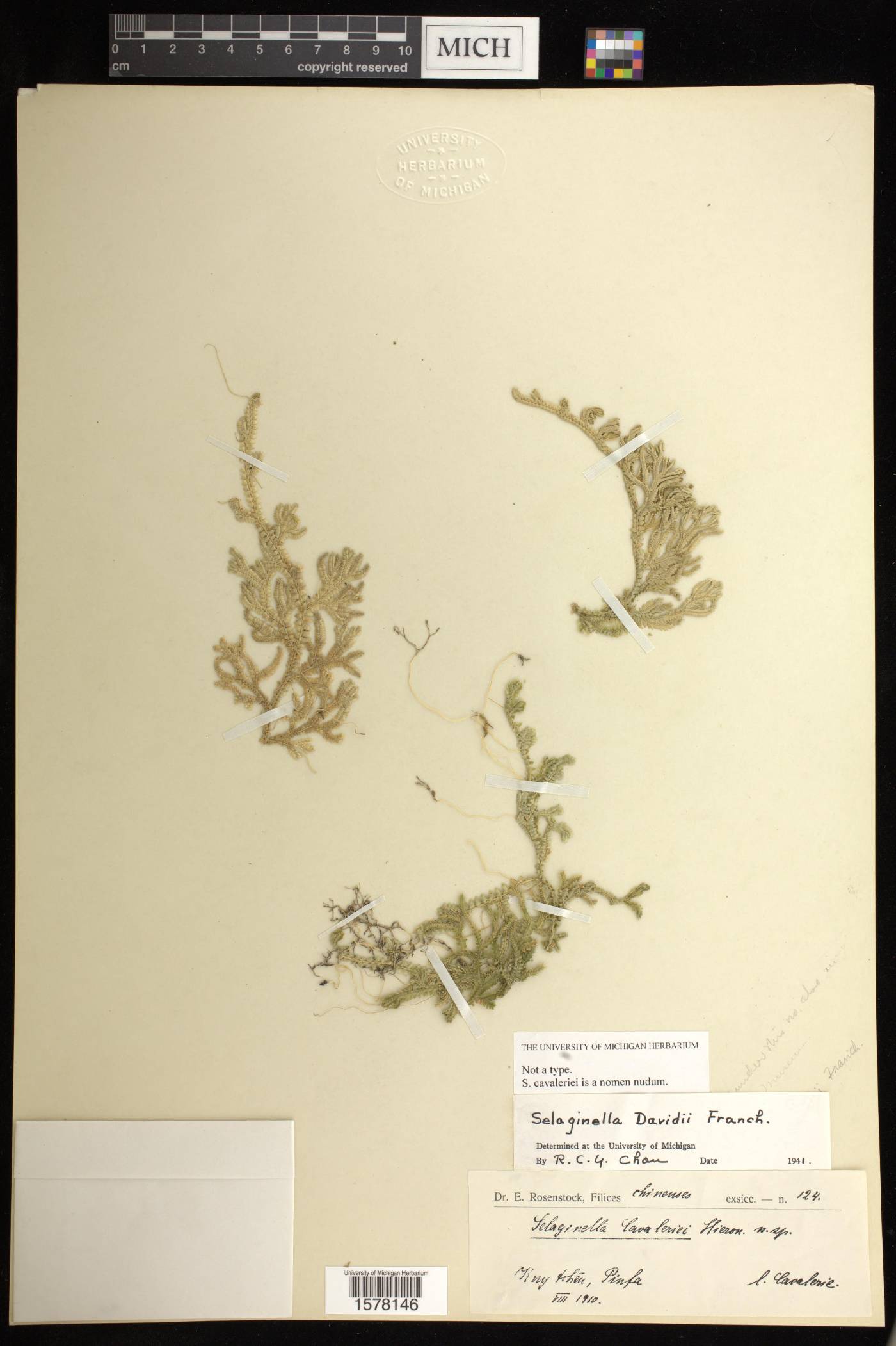 Selaginella davidii image