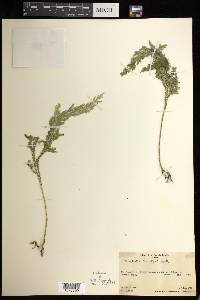 Selaginella banksii image