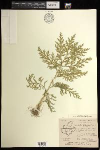 Selaginella delicatula image