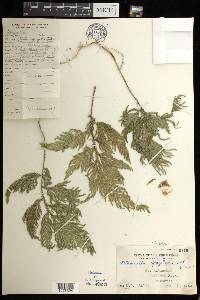 Selaginella biformis image