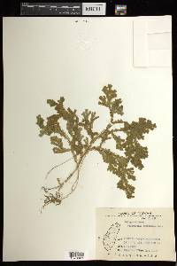 Selaginella boninensis image