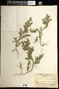 Selaginella doederleinii image