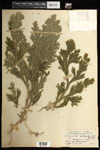 Selaginella intermedia image