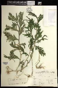 Selaginella inaequalifolia image