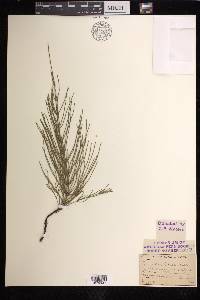 Equisetum x litorale image