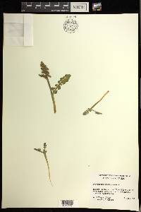 Botrychium minganense image