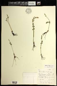 Botrychium minganense image