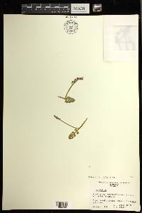 Botrychium minganense image