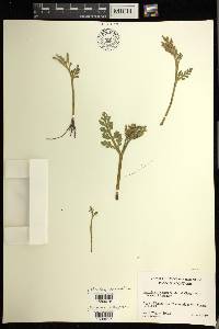 Botrychium michiganense image