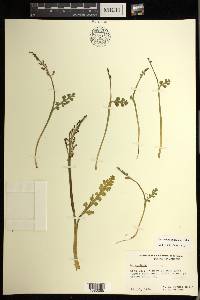 Botrychium minganense image