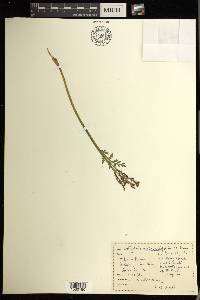 Botrychium matricariifolium image