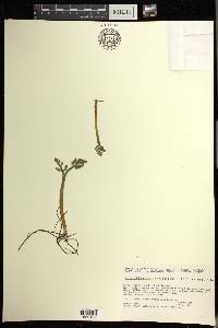 Botrychium matricariifolium image