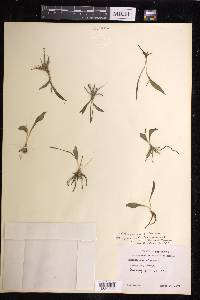 Ophioglossum californicum image