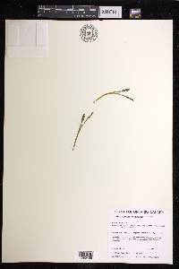 Botrychium simplex subsp. simplex image