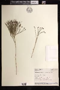 Schizaea dichotoma image